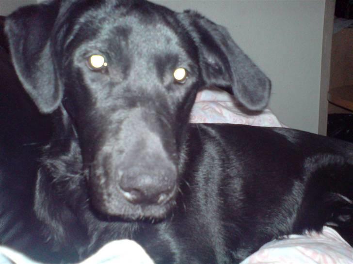 Blanding af racer Chevy56 billede 11