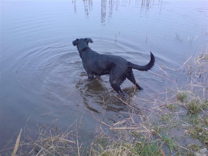 Blanding af racer Chevy56 billede 12