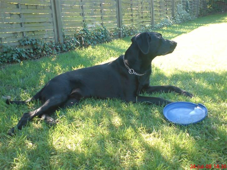 Blanding af racer Chevy56 billede 13