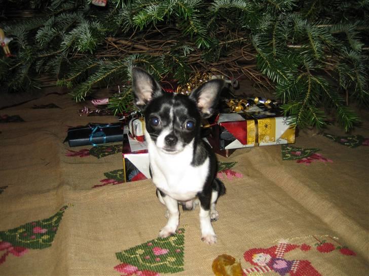 Chihuahua Pelle - Årets julegris ;) billede 1