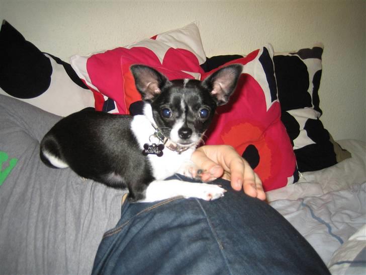 Chihuahua Pelle billede 2