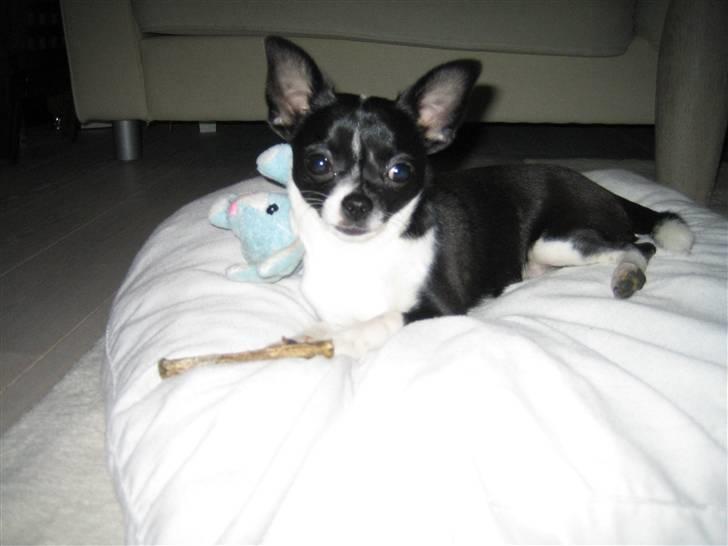 Chihuahua Pelle - Her ligger jeg (på puden) når alle de andre spiser lækker mad ;( billede 3