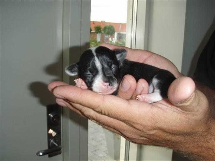 Chihuahua Pelle billede 4