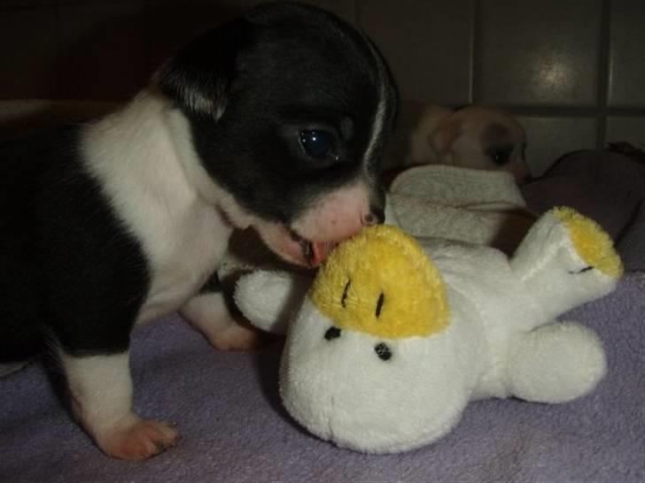 Chihuahua Pelle - Mmmmys!  billede 5