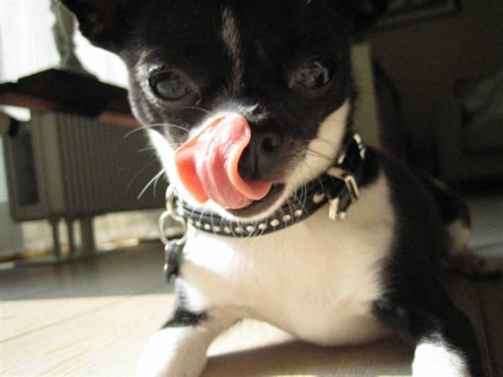 Chihuahua Pelle - Her er mit score-fjæs ;D billede 6