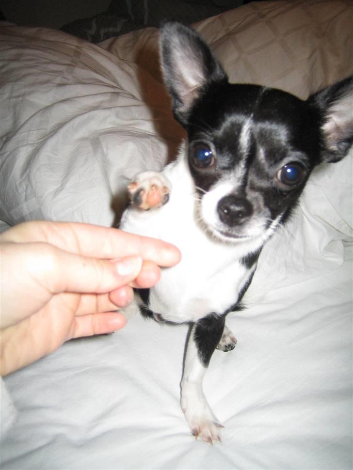 Chihuahua Pelle - Se mor, når jeg gør sådan, skal du give en godbid! ;) billede 7