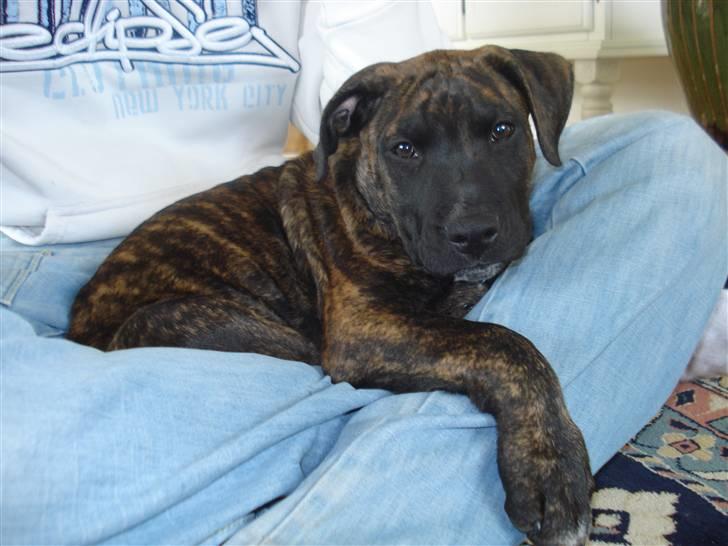 Blanding af racer Taco billede 1