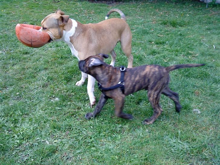 Blanding af racer Taco billede 2