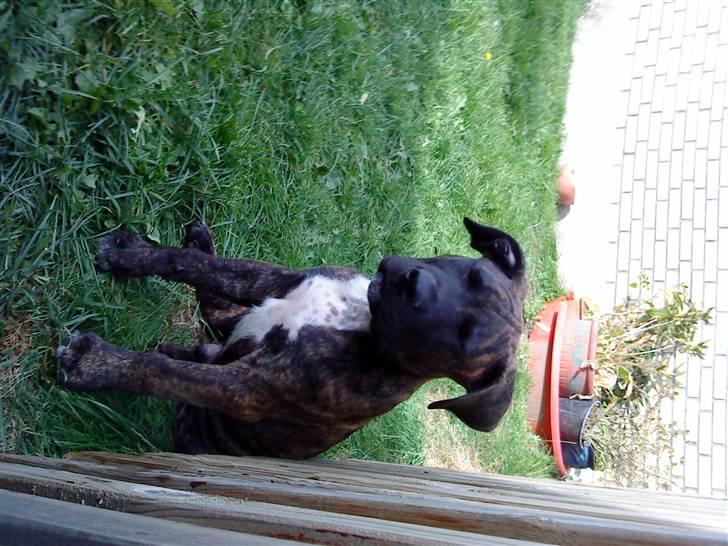 Blanding af racer Taco billede 3