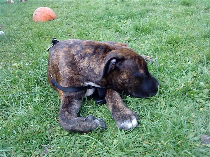 Blanding af racer Taco billede 4