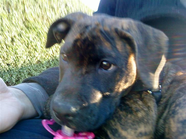 Blanding af racer Taco billede 6