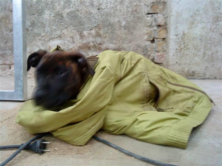 Blanding af racer Taco billede 7