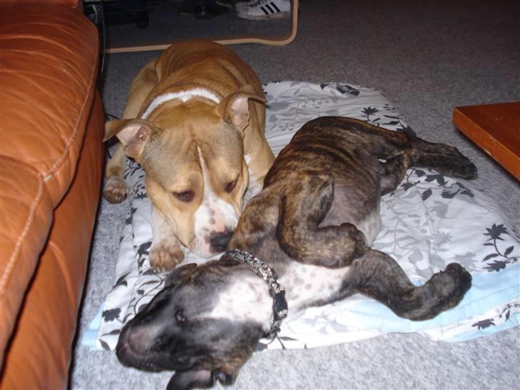 Blanding af racer Taco billede 8