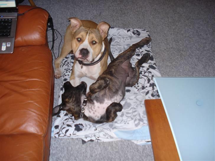 Blanding af racer Taco billede 9