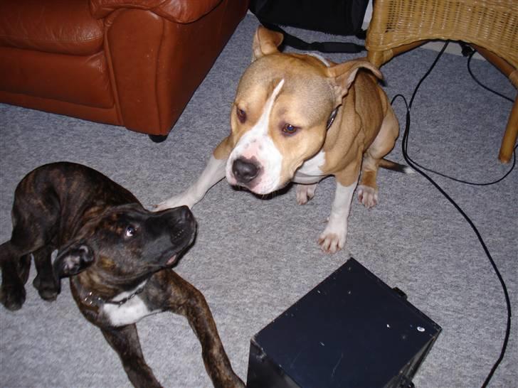 Blanding af racer Taco billede 10