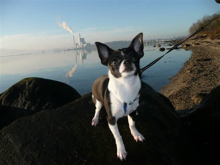 Chihuahua Pelle - Jeg kan også posere udenfor :) billede 8