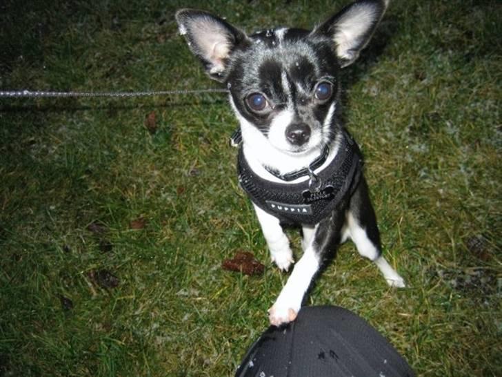 Chihuahua Pelle - Kan vi godt gå ind nu? billede 9