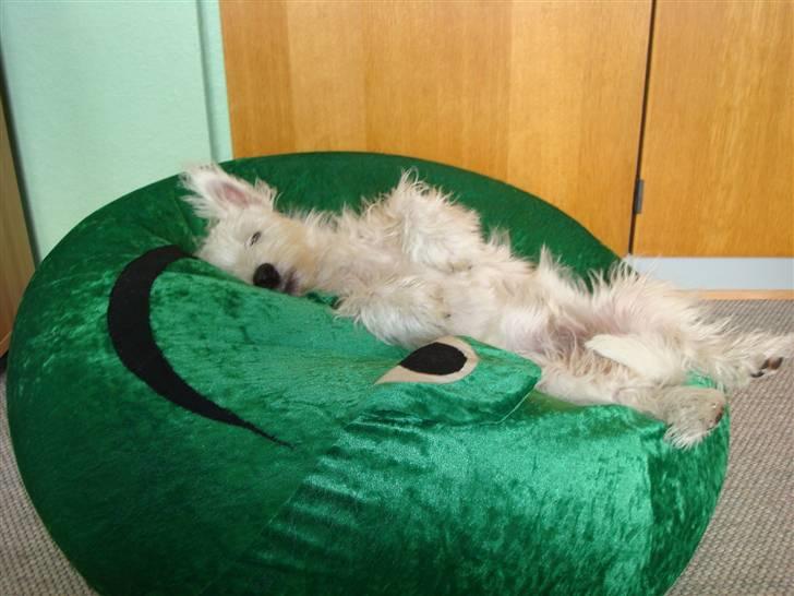 West highland white terrier Victor Wistie - Jeg elsker bare at ligge og slappe af i min sækkestol "Kaj" billede 2