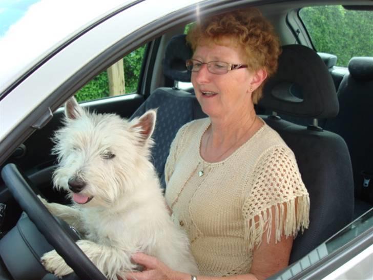 West highland white terrier Victor Wistie - Jeg vil gerne hjælpe med at køre bilen i garage  billede 3