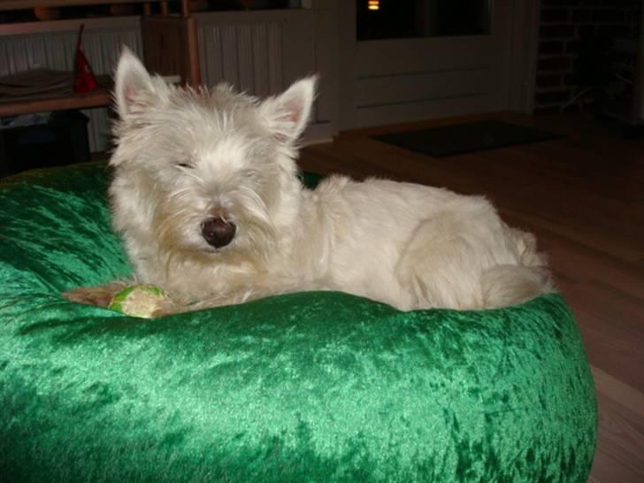 West highland white terrier Victor Wistie - Er jeg ikke dejlig billede 4