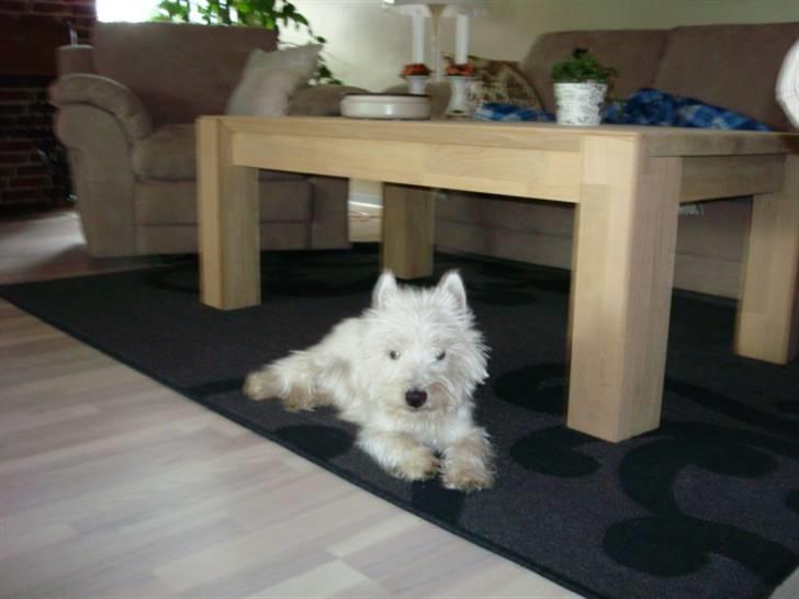 West highland white terrier Victor Wistie billede 5