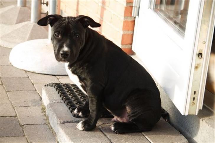 Staffordshire bull terrier Tjalfe - Tjalfe 16 uger billede 10