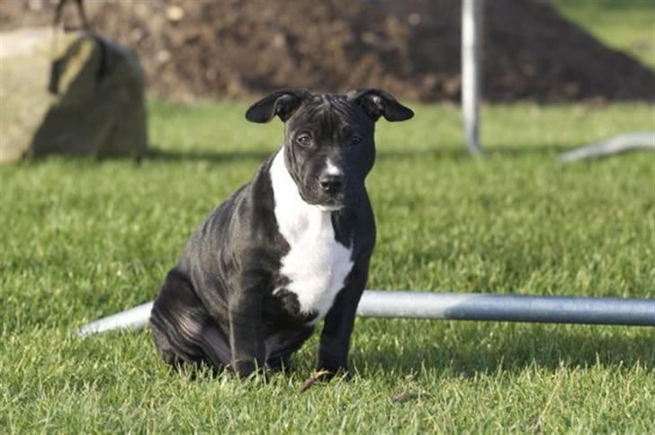 Staffordshire bull terrier Tjalfe - Tjalfe 16 uger billede 11