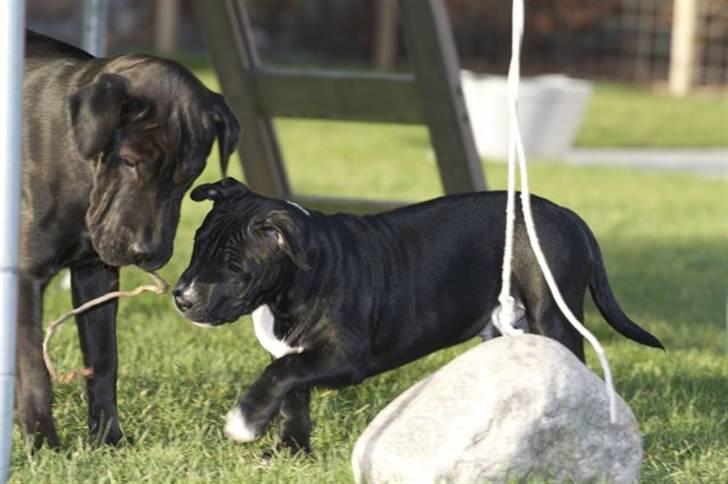 Staffordshire bull terrier Tjalfe - Tjalfe 16 uger sammen med vores anden vovse Ludvig billede 12