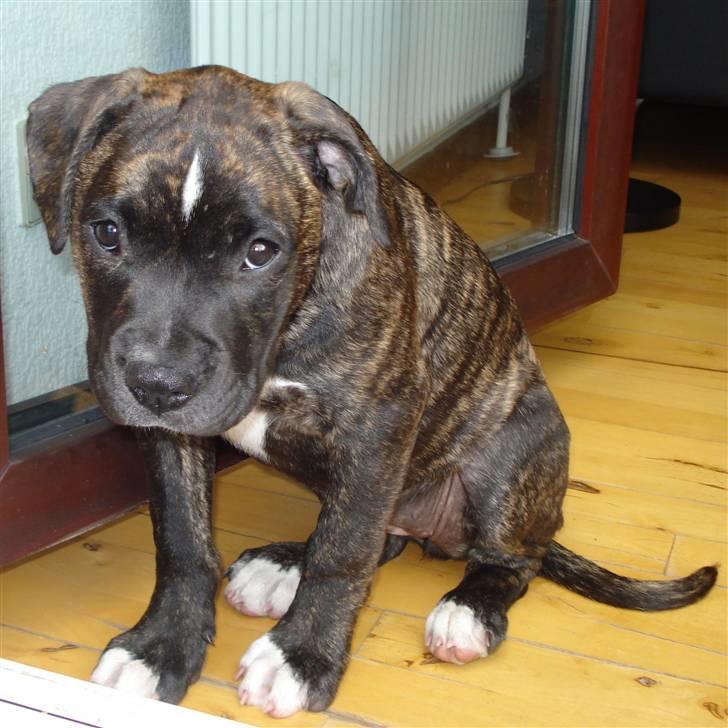 Amerikansk bulldog Elfrida (R.I.P.) billede 1