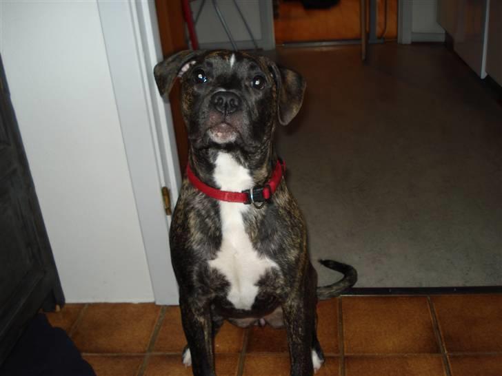 Amerikansk bulldog Elfrida (R.I.P.) billede 2