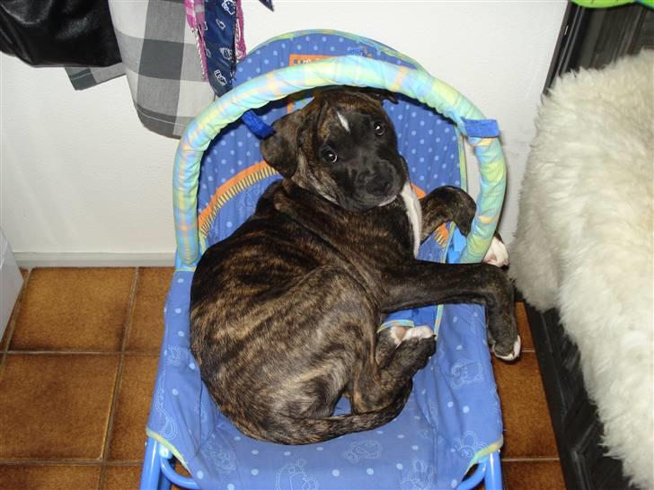 Amerikansk bulldog Elfrida (R.I.P.) billede 3