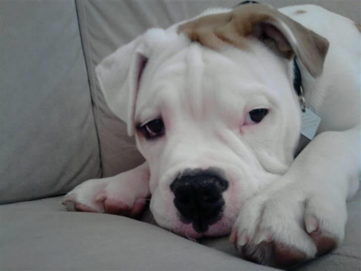 Olde english bulldogge Dexter - R.I.P billede 14