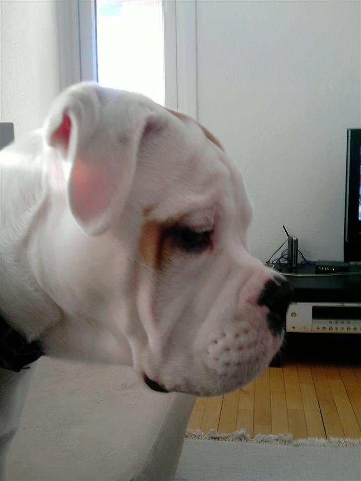 Olde english bulldogge Dexter - R.I.P - mig i profil  billede 15