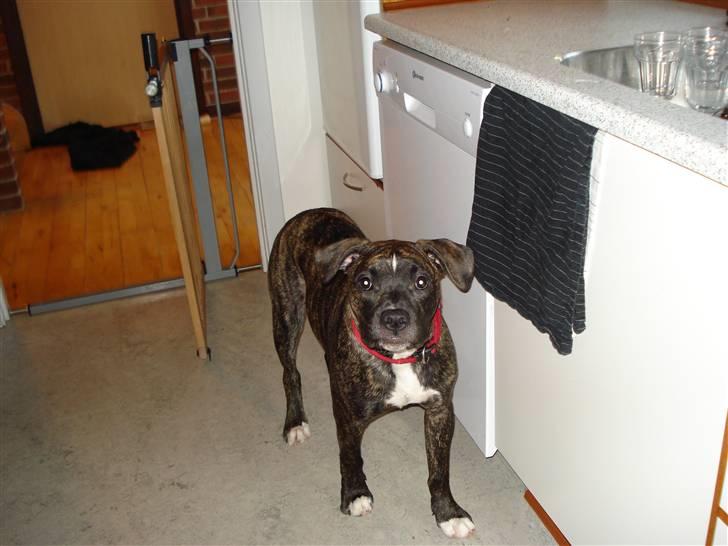 Amerikansk bulldog Elfrida (R.I.P.) billede 4