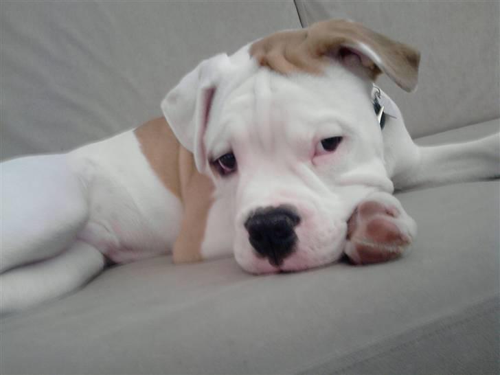 Olde english bulldogge Dexter - R.I.P billede 16