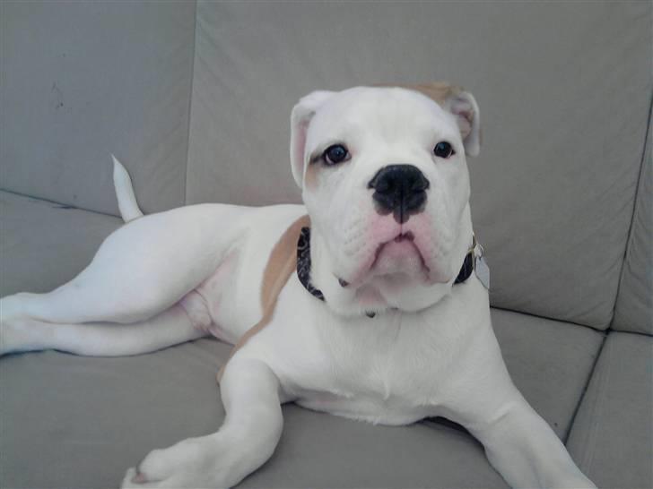 Olde english bulldogge Dexter - R.I.P - kan du høre det samme som jeg kan høre billede 17