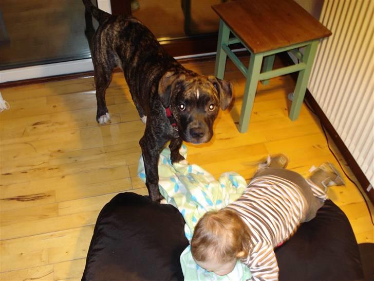 Amerikansk bulldog Elfrida (R.I.P.) billede 5