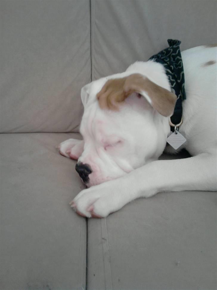 Olde english bulldogge Dexter - R.I.P - en lille lur er aldrig af vejen billede 18