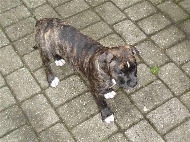 Amerikansk bulldog Elfrida (R.I.P.) billede 6