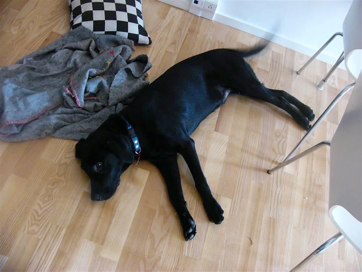 Labrador retriever Zacko billede 12