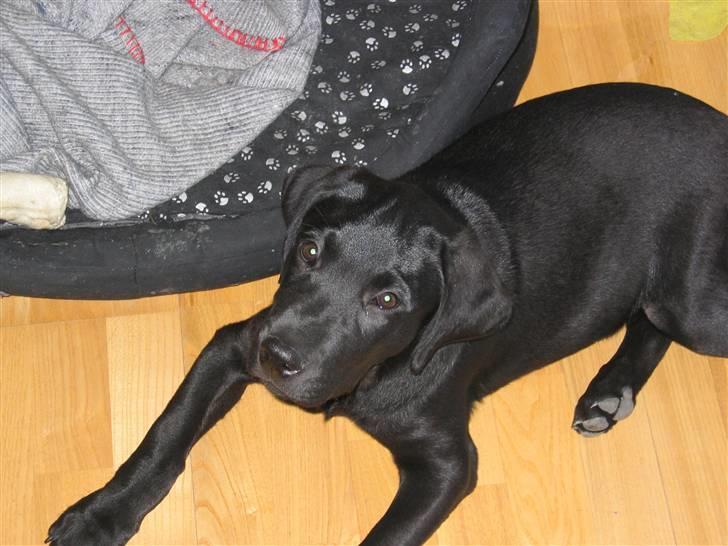 Labrador retriever Zacko billede 13