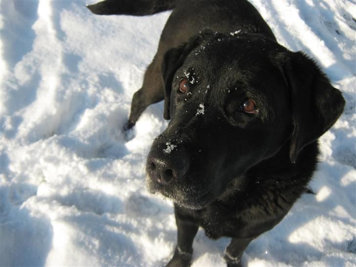Labrador retriever Walder (Rest in Peace) - Velkommen til Walders profil! Walder er ude i sneen =O) billede 3