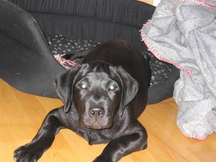 Labrador retriever Zacko billede 14