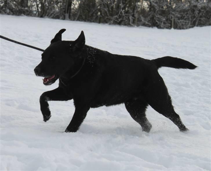 Labrador retriever Walder (Rest in Peace) - Walder i fuld fart! billede 4