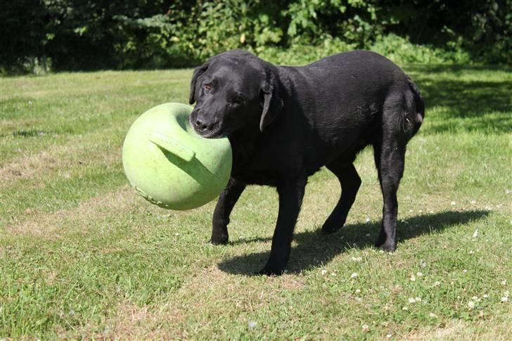 Labrador retriever Walder (Rest in Peace) - Selvom at man er en gammel hund, kan man godt lege med bolden :D. billede 5
