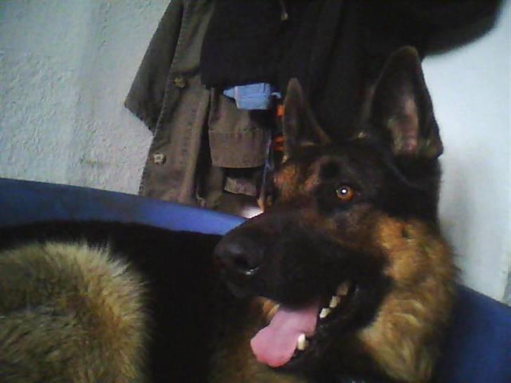 Schæferhund Kato billede 1