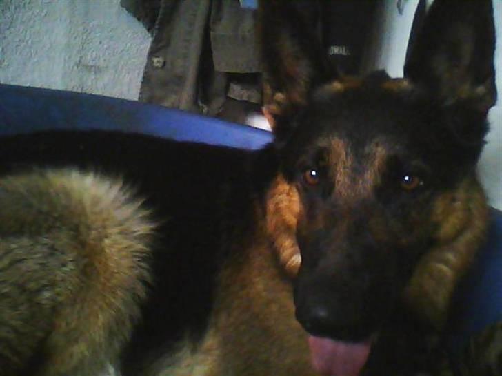 Schæferhund Kato billede 2