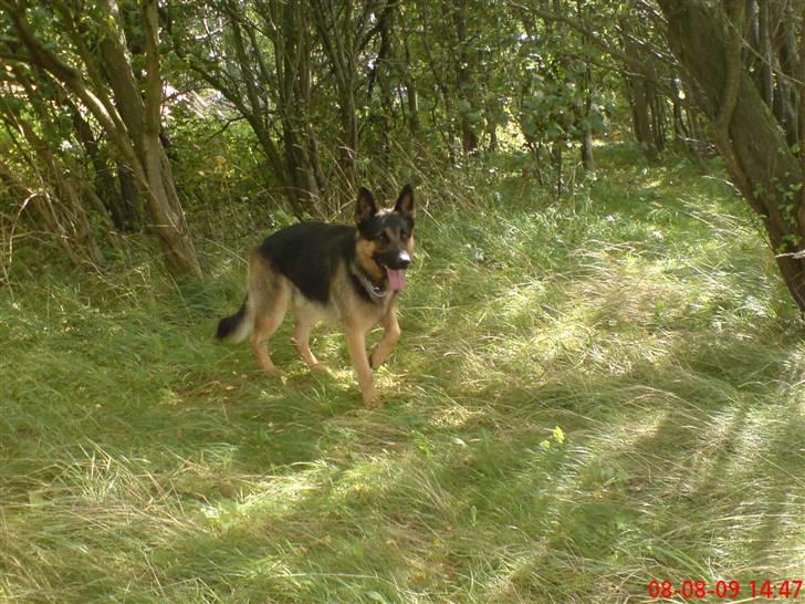 Schæferhund Kato billede 4