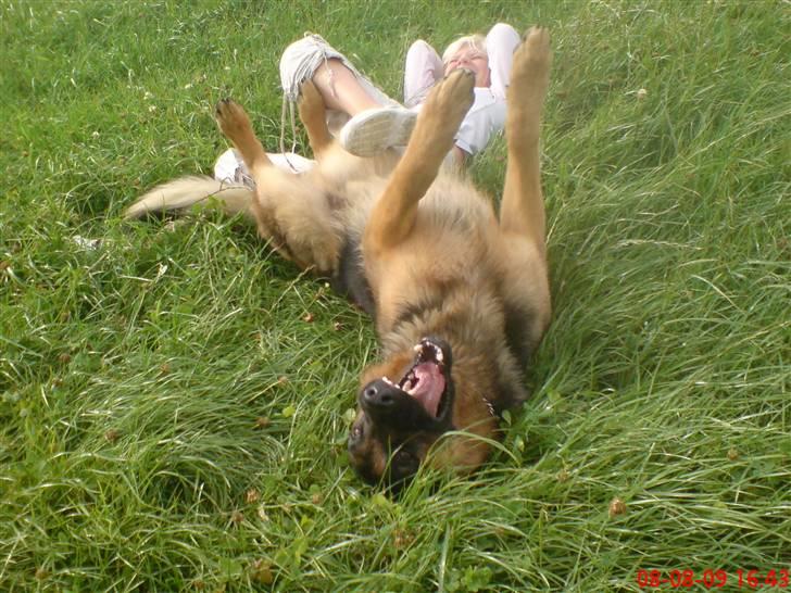 Schæferhund Kato billede 7