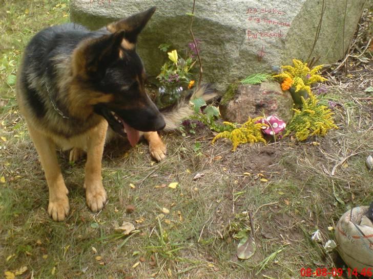 Schæferhund Kato billede 8